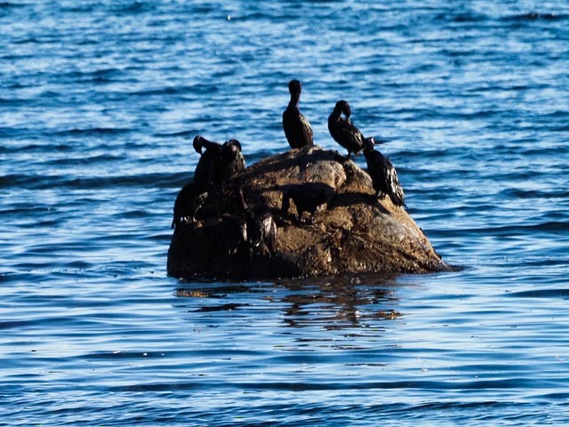 Pelagic Cormorant - ML486168491