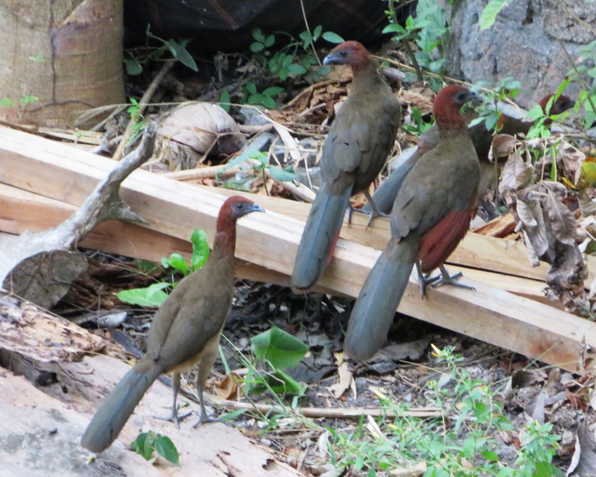 Chachalaca Cabecirrufa - ML486168801