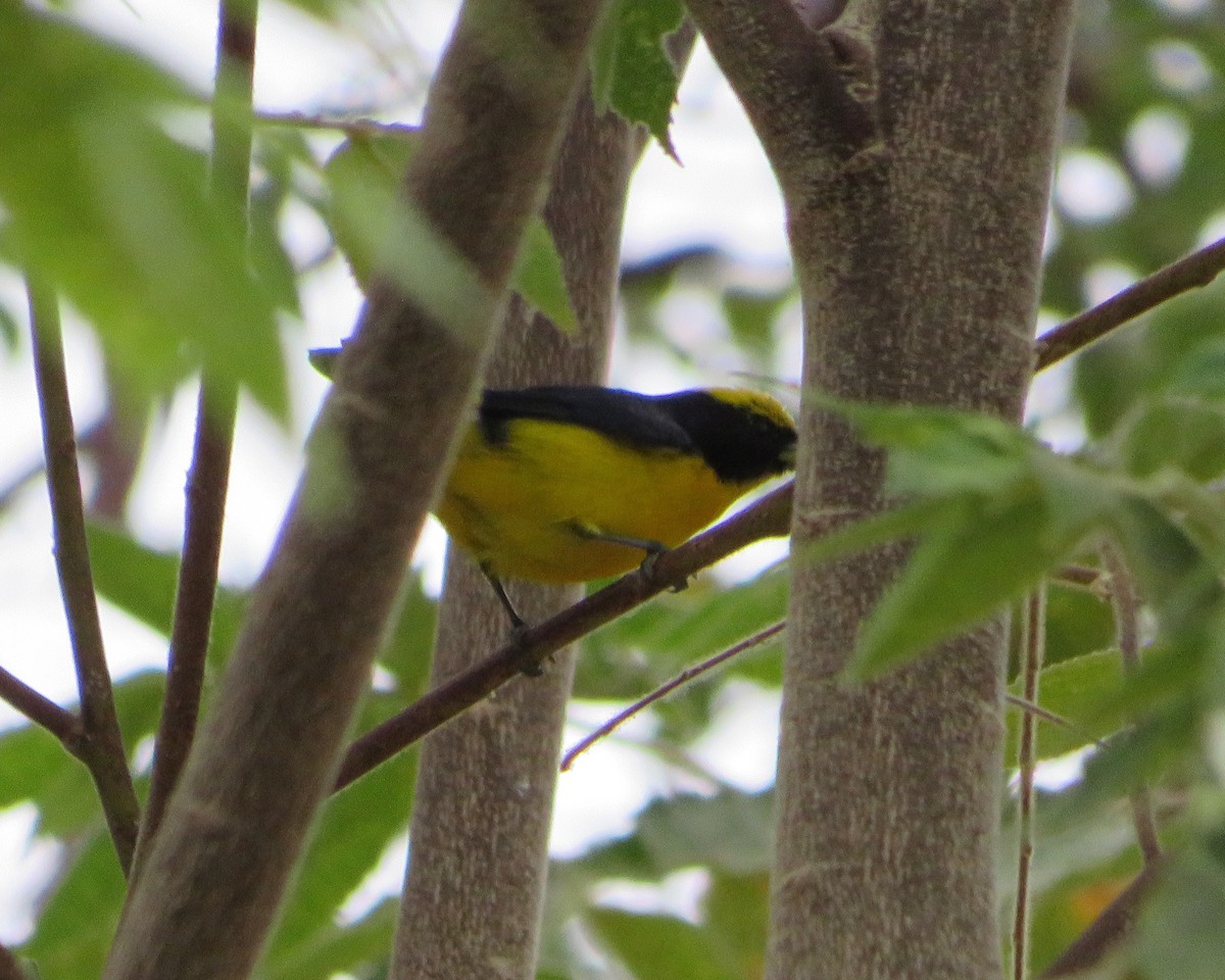 Thick-billed Euphonia - ML486168821