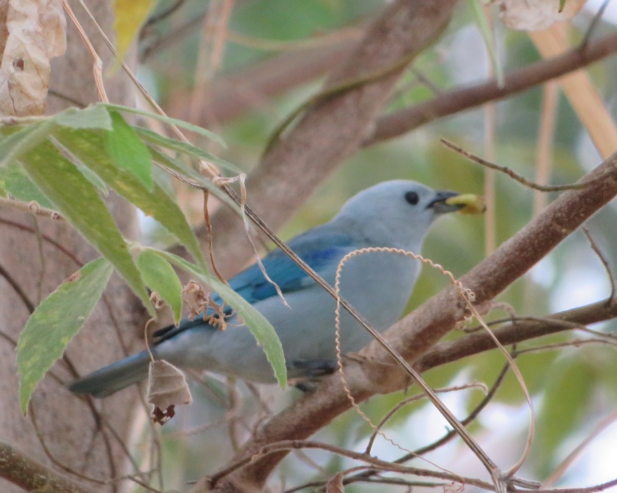 Blue-gray Tanager - Hector Cadena