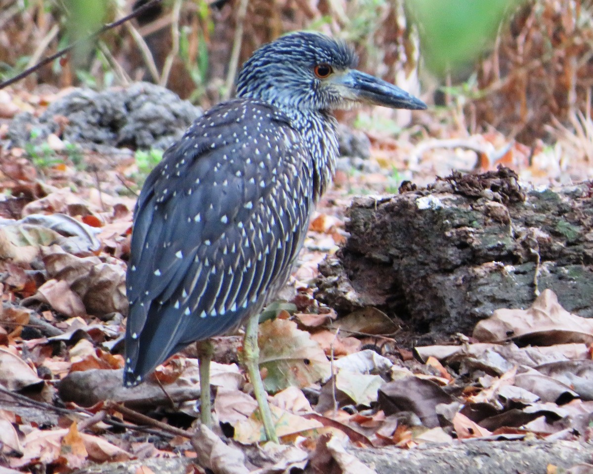 Yellow-crowned Night Heron - ML486169081