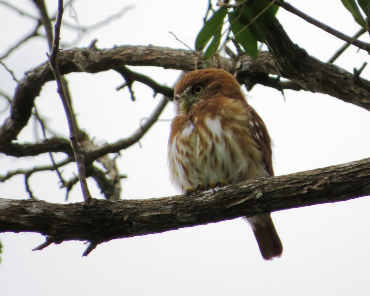 Peruvian Pygmy-Owl - ML486169271