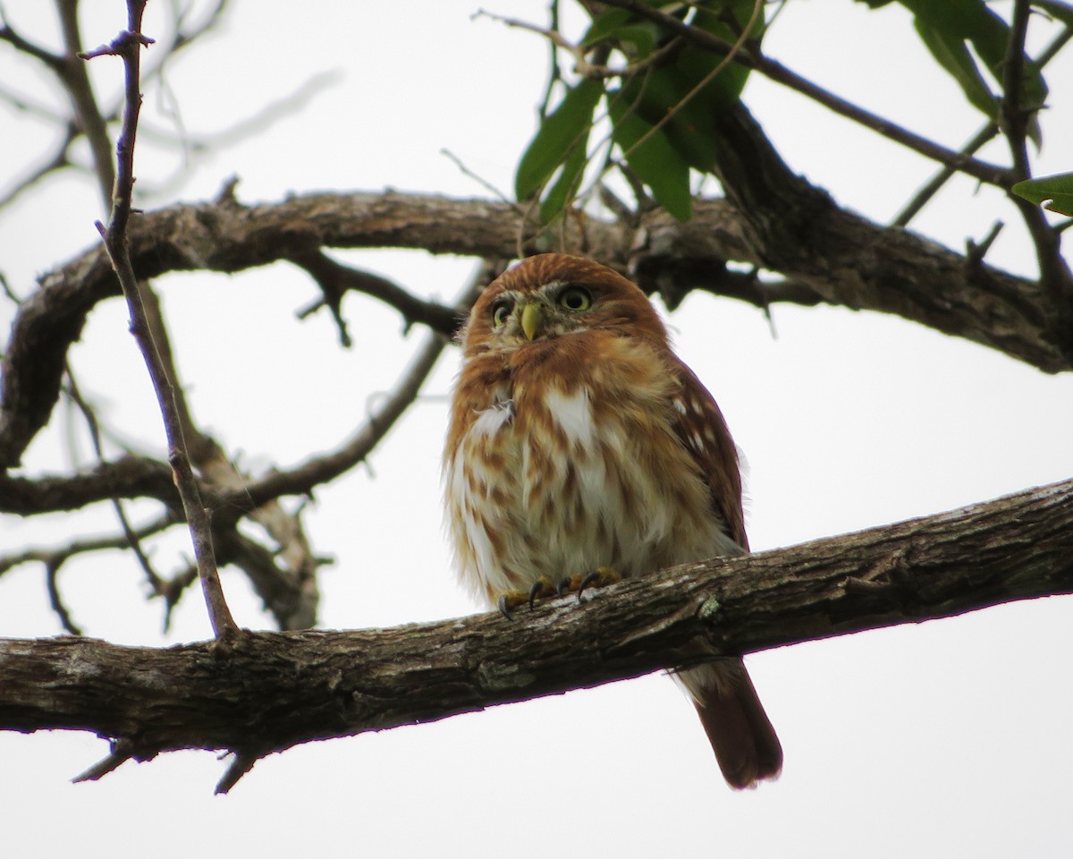 Peruvian Pygmy-Owl - Hector Cadena