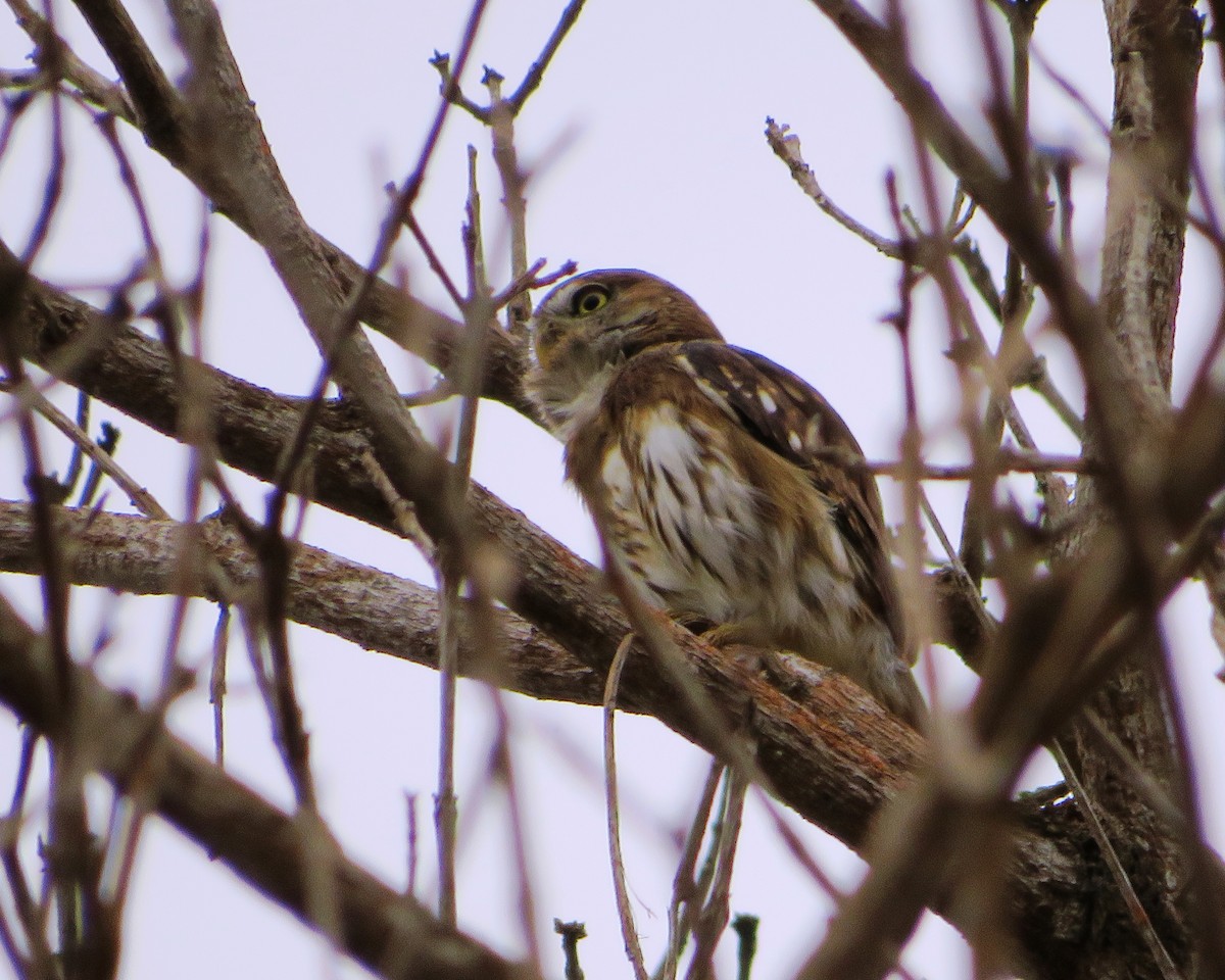 Peruvian Pygmy-Owl - ML486169291