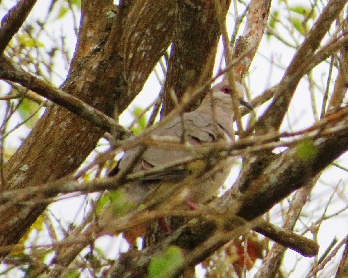 White-tipped Dove - ML486169351