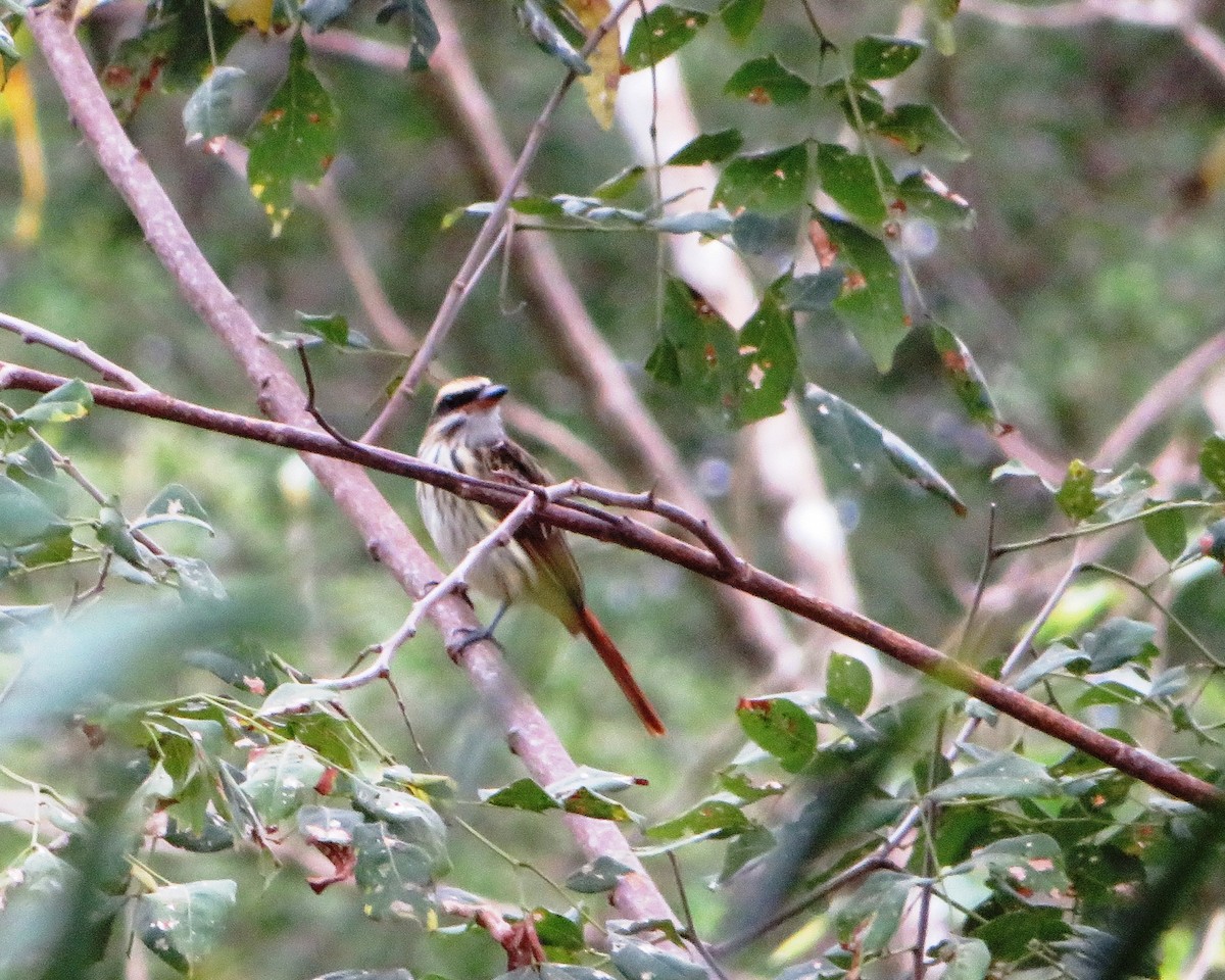 Streaked Flycatcher - ML486169501