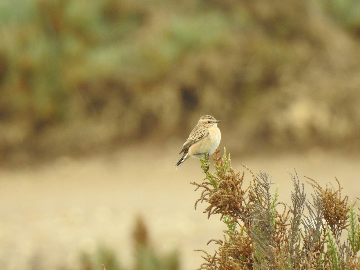 Whinchat - ML486169731