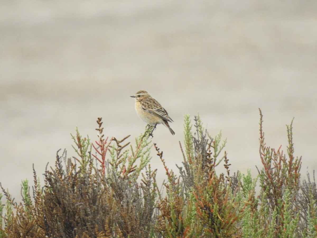 Whinchat - ML486169751