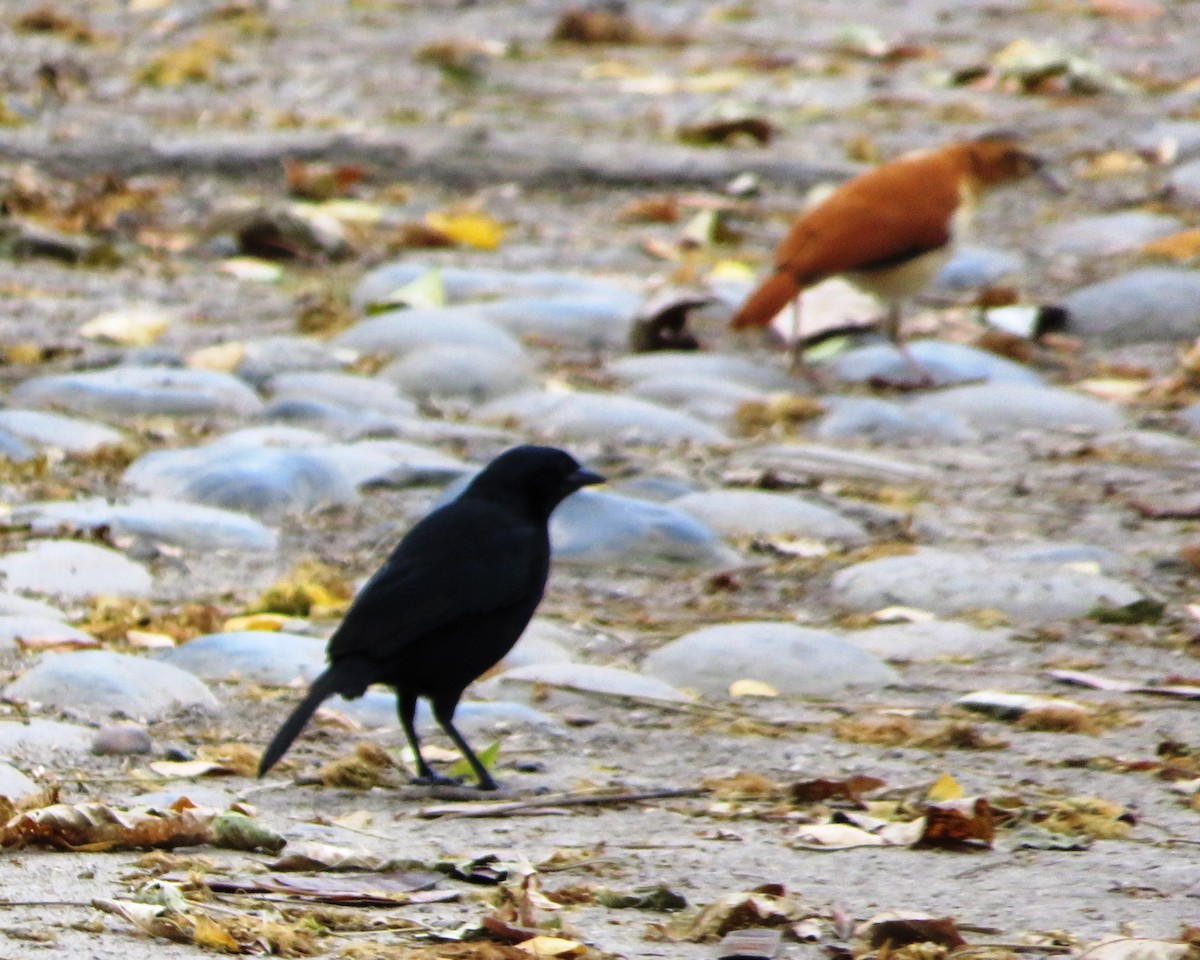 Scrub Blackbird - ML486169771