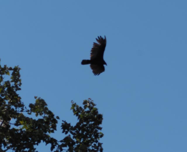 Turkey Vulture - ML486169851