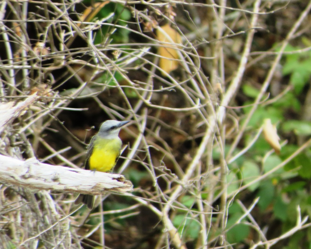 Tropical Kingbird - ML486169921