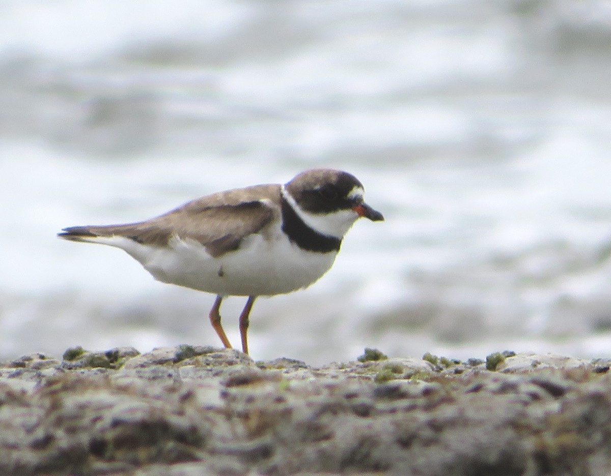 Semipalmated Plover - ML486170091