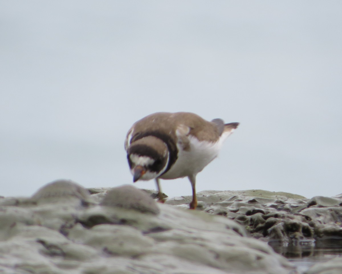 Semipalmated Plover - Hector Cadena