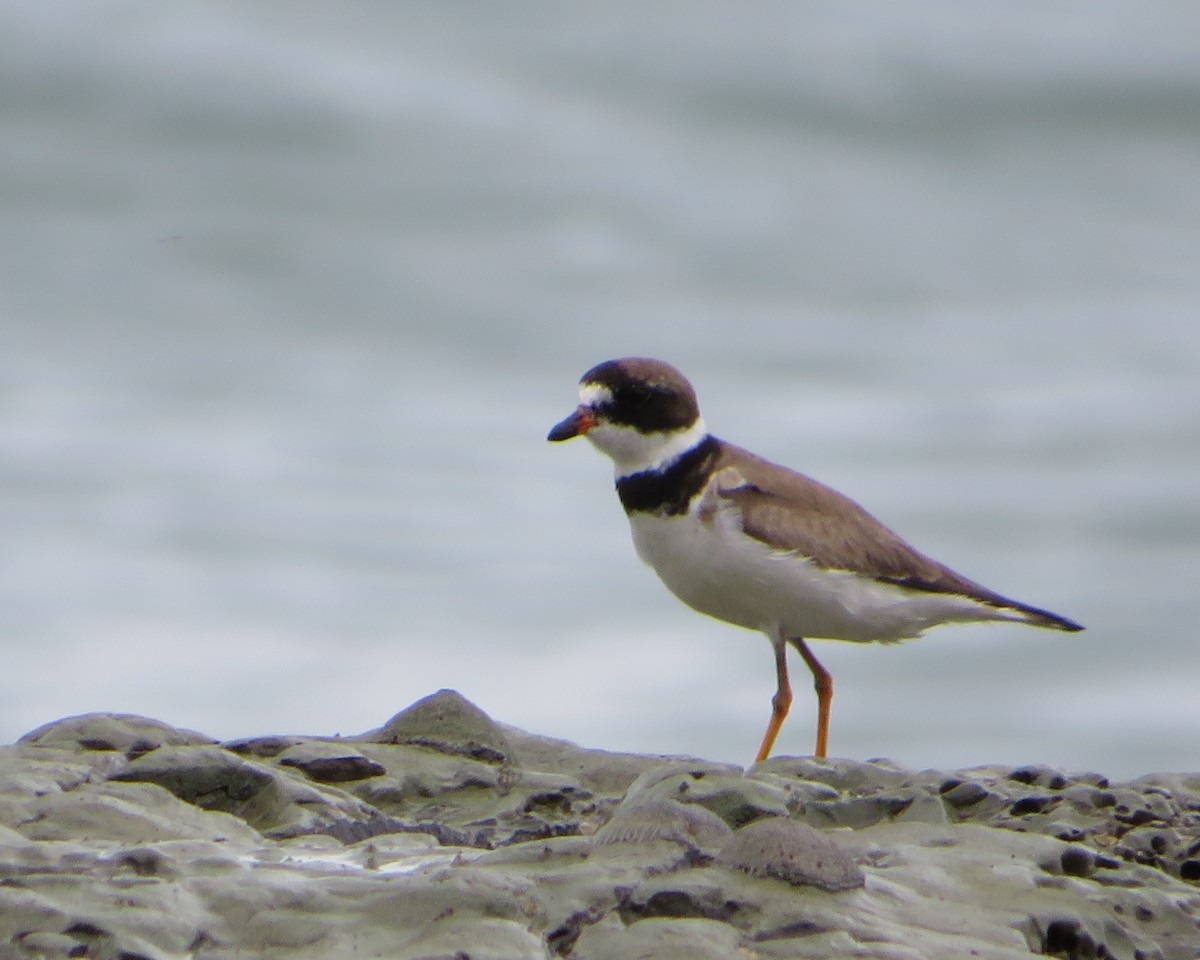 Semipalmated Plover - ML486170111