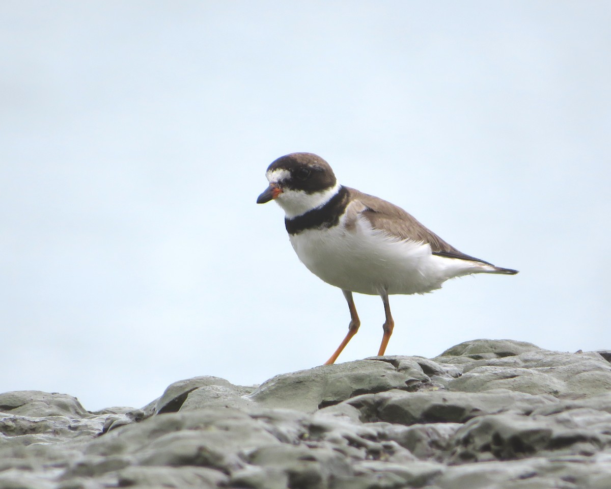 Semipalmated Plover - ML486170141