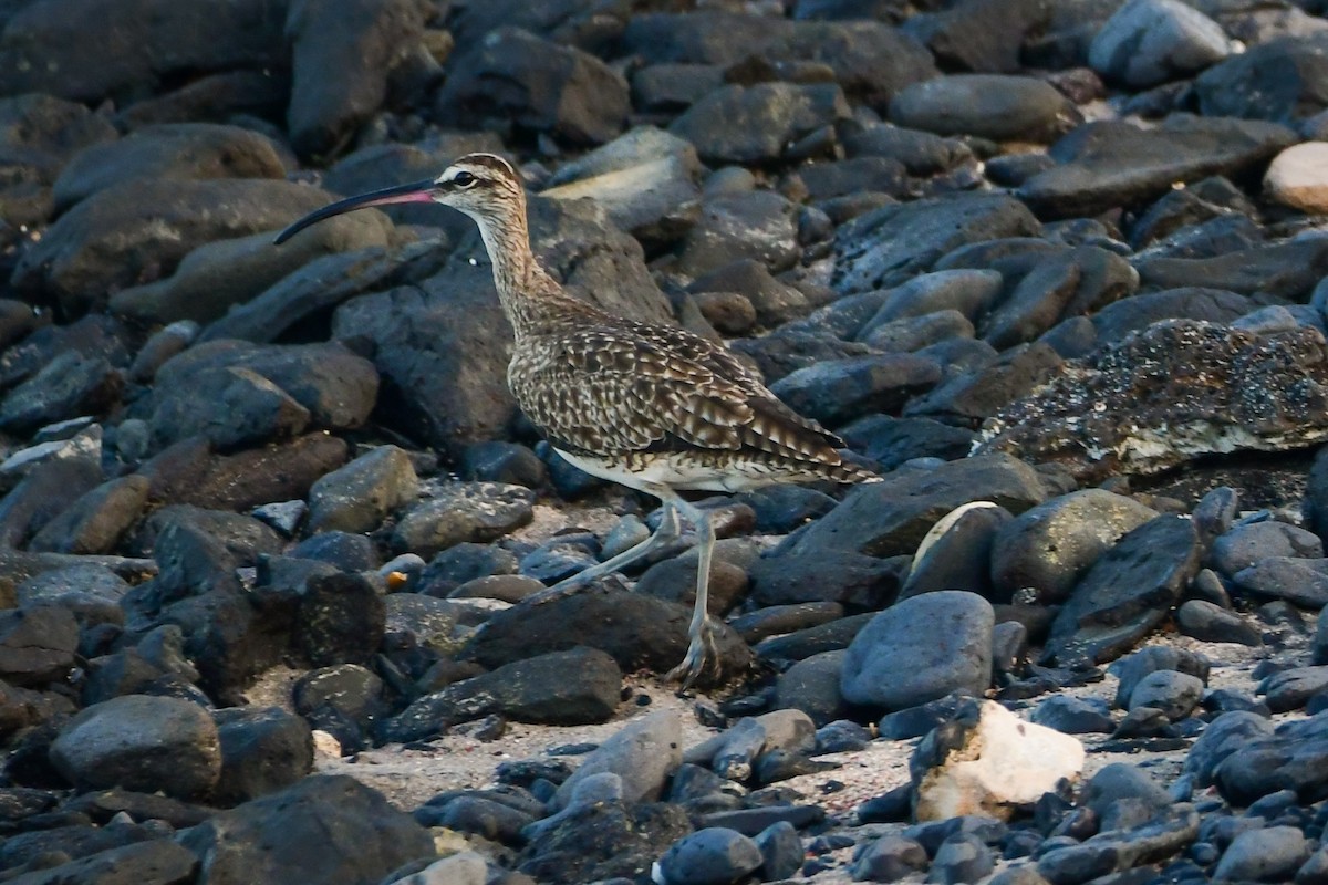 Regenbrachvogel (hudsonicus) - ML486171211