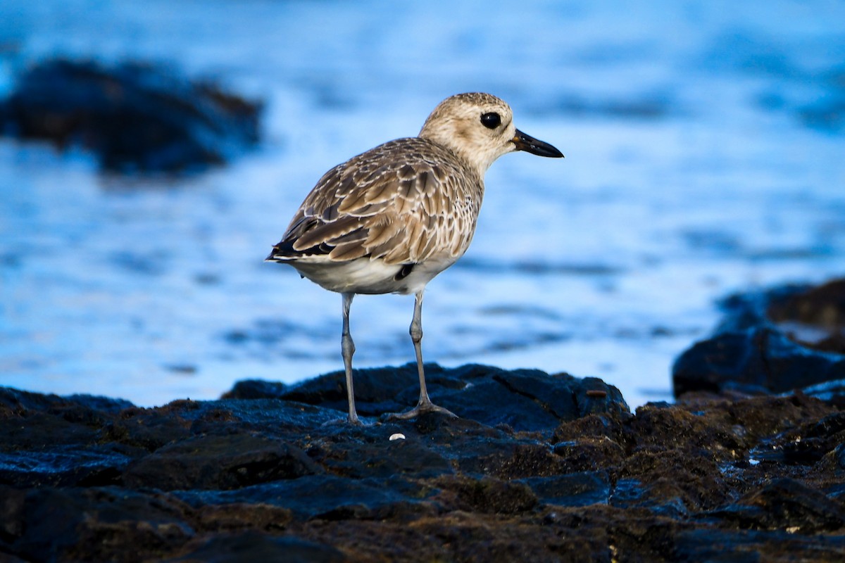 Black-bellied Plover - ML486171341