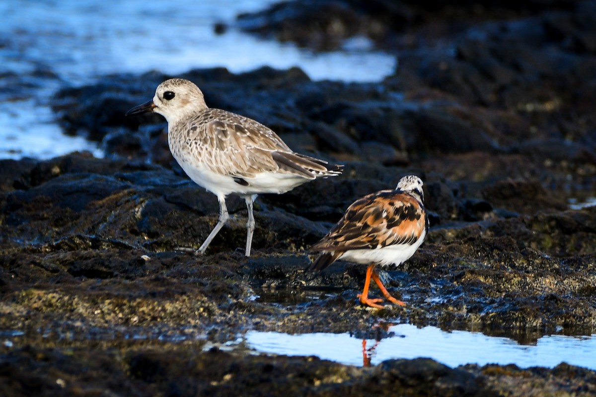 Black-bellied Plover - Leandro Rezende