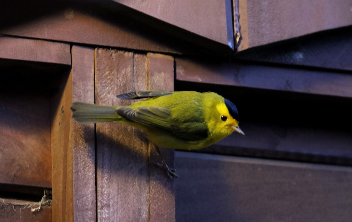 Wilson's Warbler - ML48617141