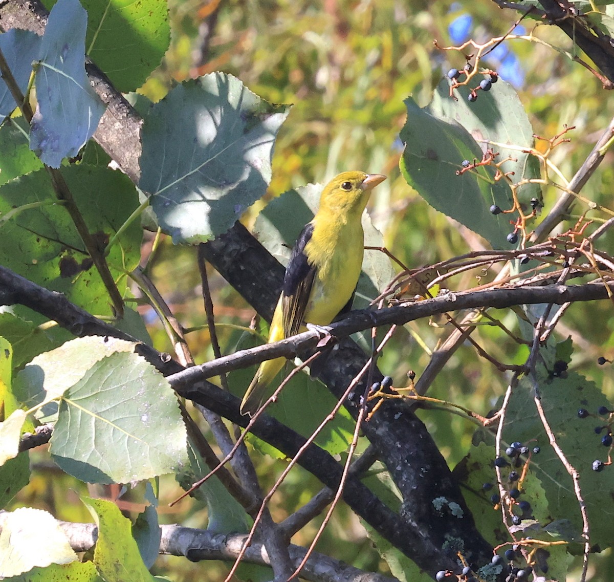 Piranga écarlate - ML486171421
