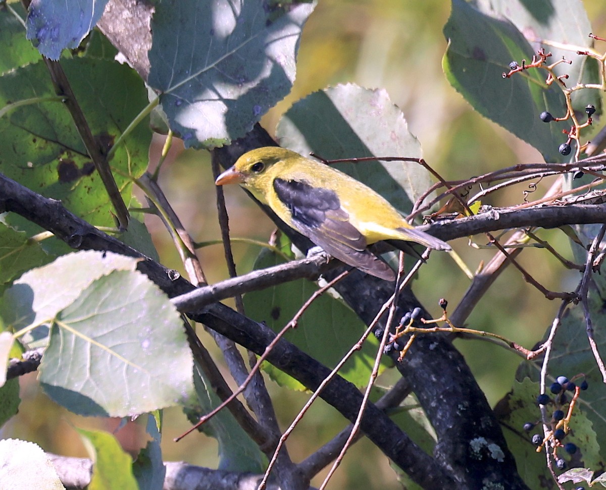 Piranga écarlate - ML486171441