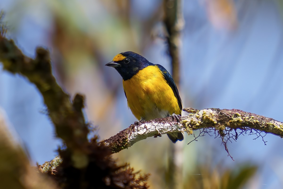 White-vented Euphonia - ML486171451