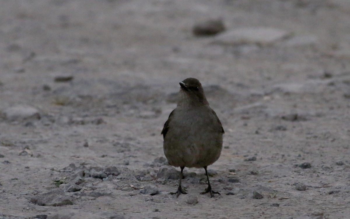 Mountain Thrush - ML48617201