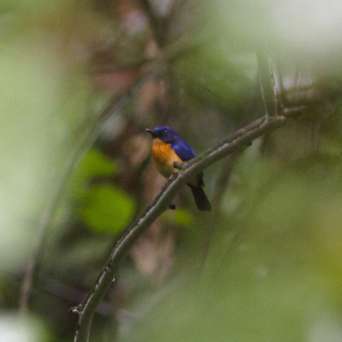 Sunda Blue Flycatcher - ML486173401