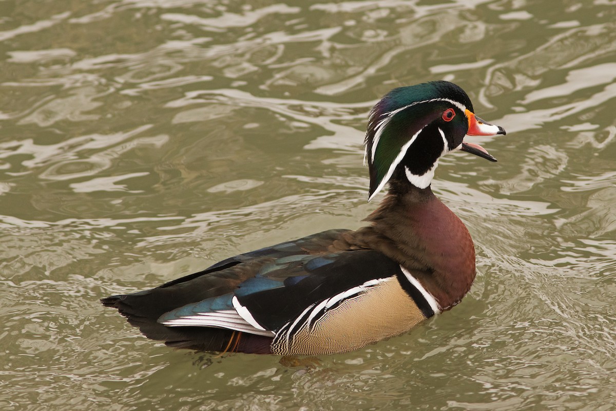 Wood Duck - ML48617471