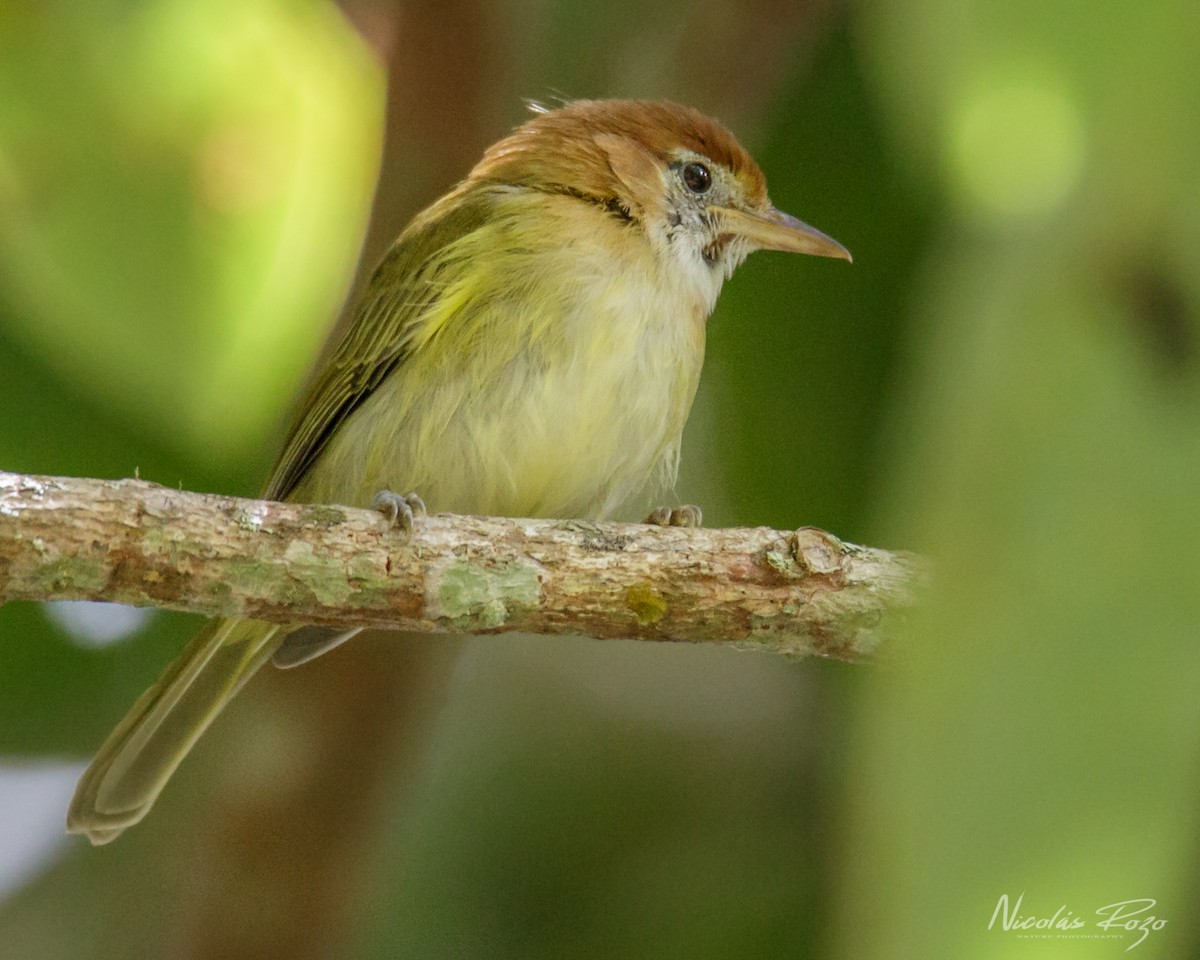 Rufous-naped Greenlet - Nicolás Rozo