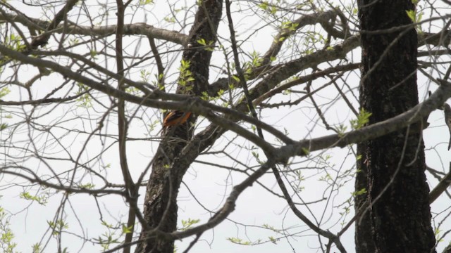 Oriole de Baltimore - ML486175