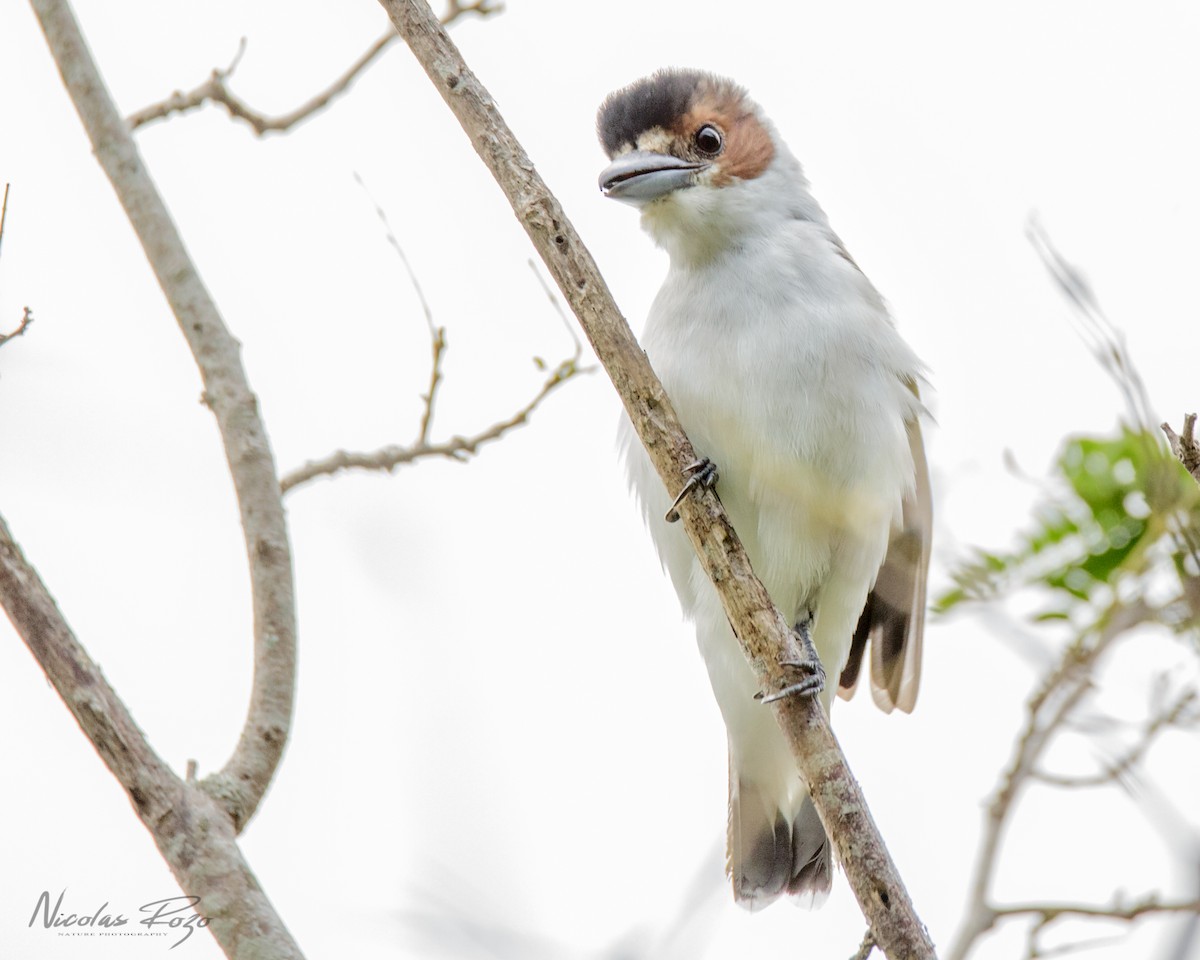 Black-crowned Tityra - Nicolás Rozo