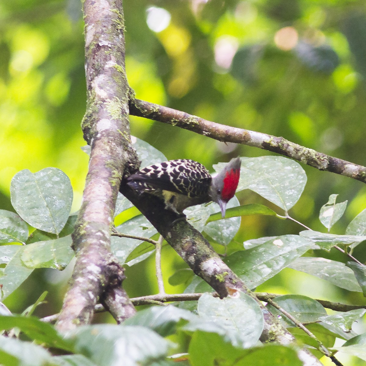 Gray-and-buff Woodpecker - ML486175341