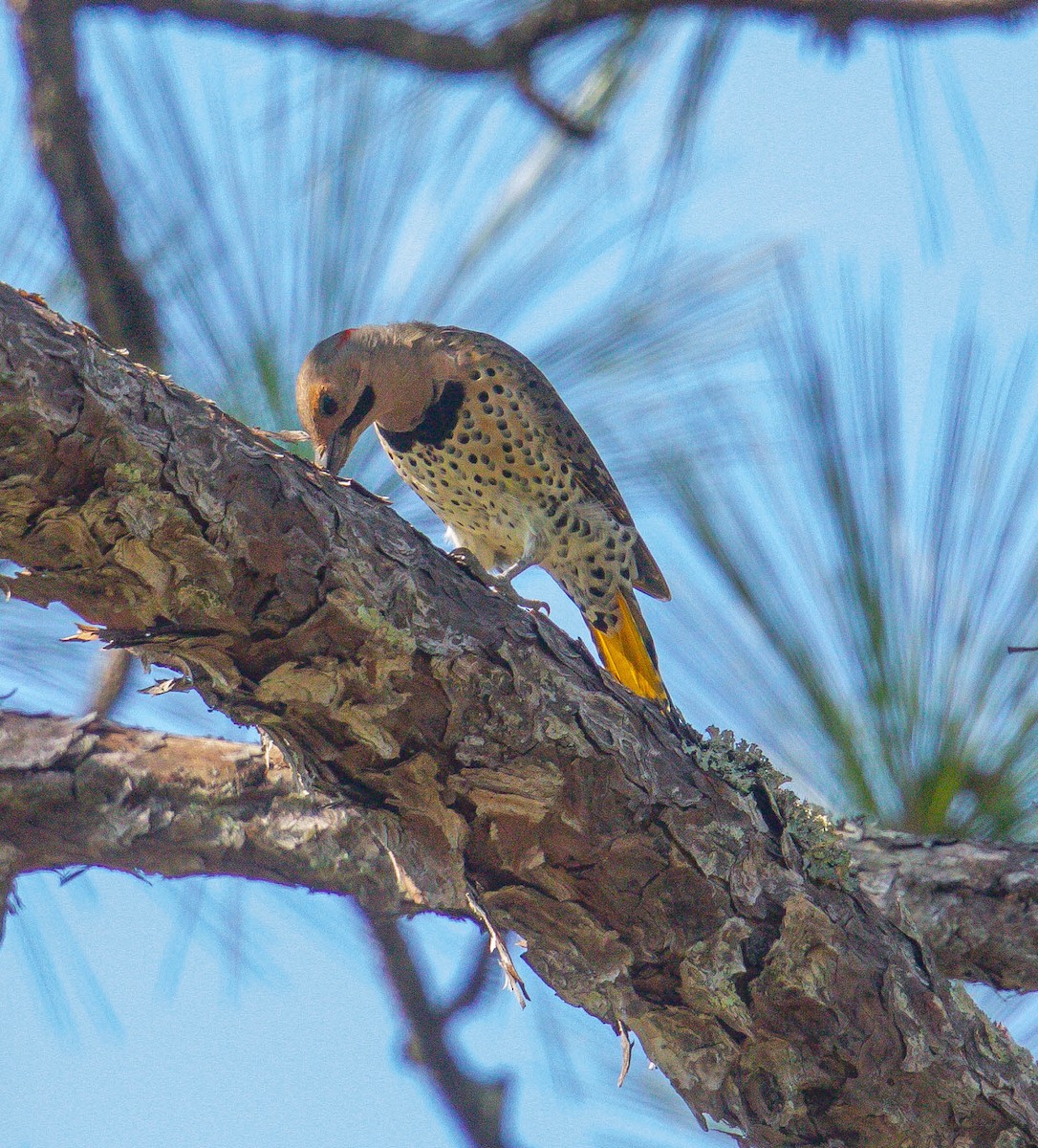 Northern Flicker - ML486176261