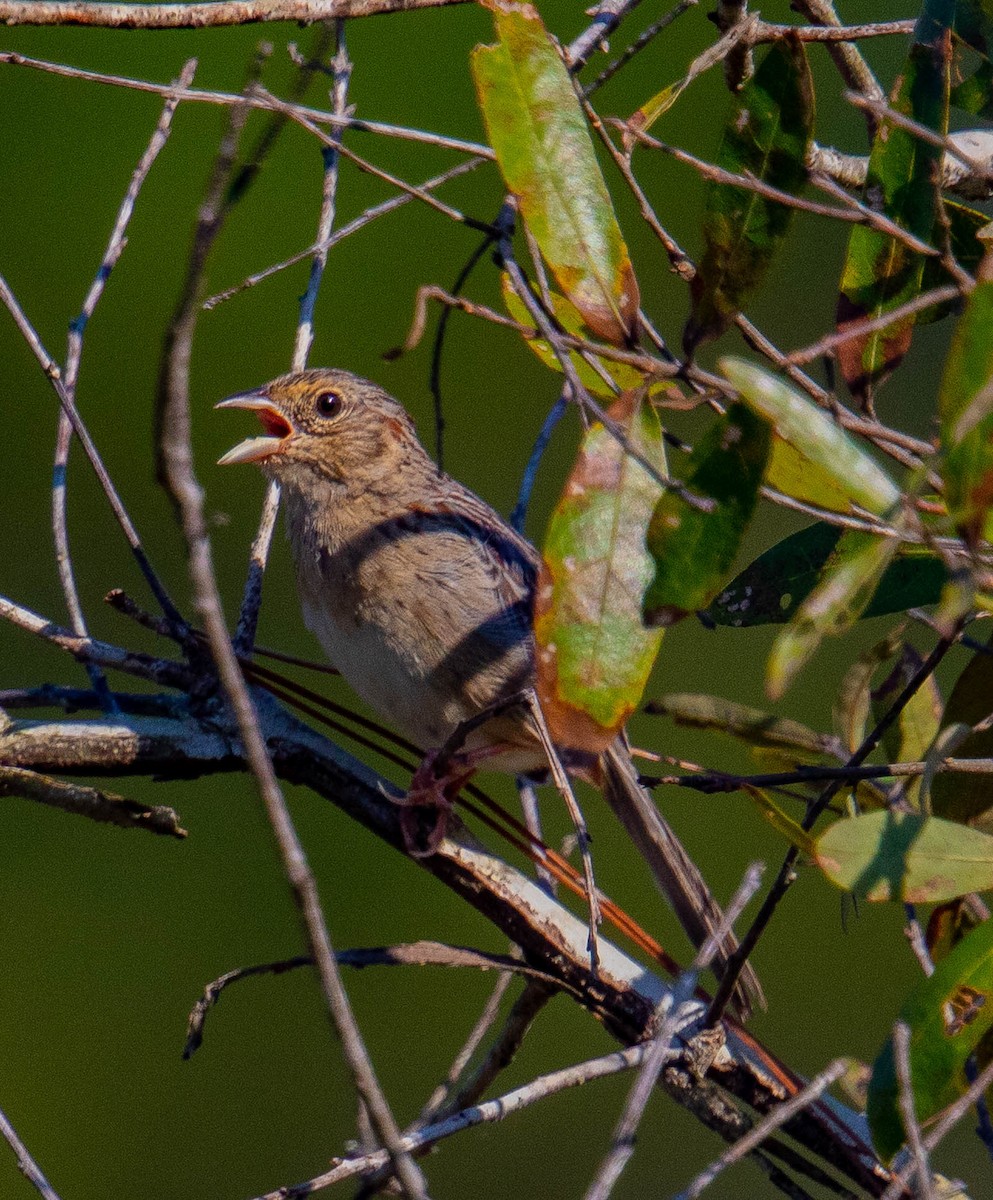 Bachman's Sparrow - ML486176301