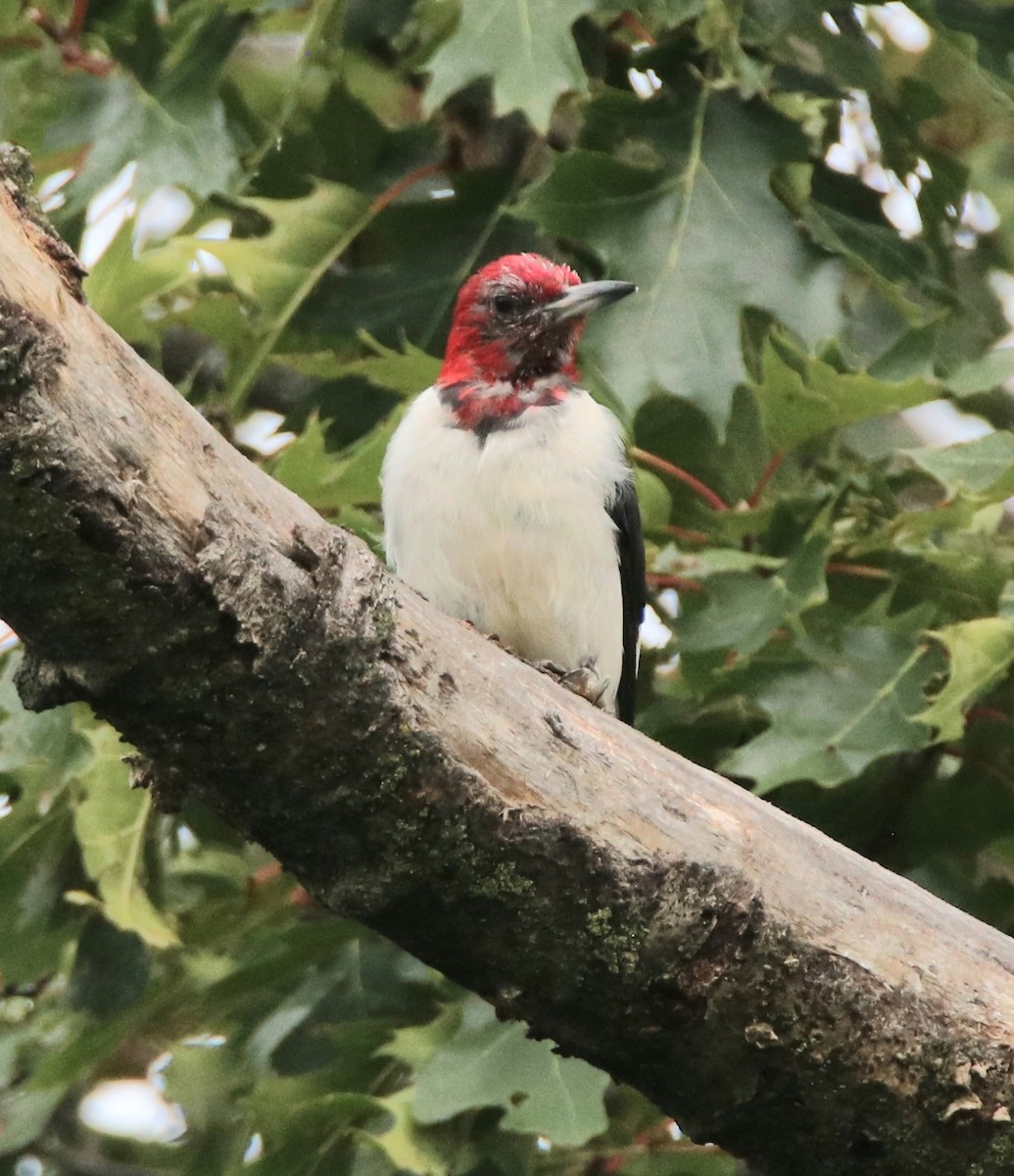 Red-headed Woodpecker - ML486176481