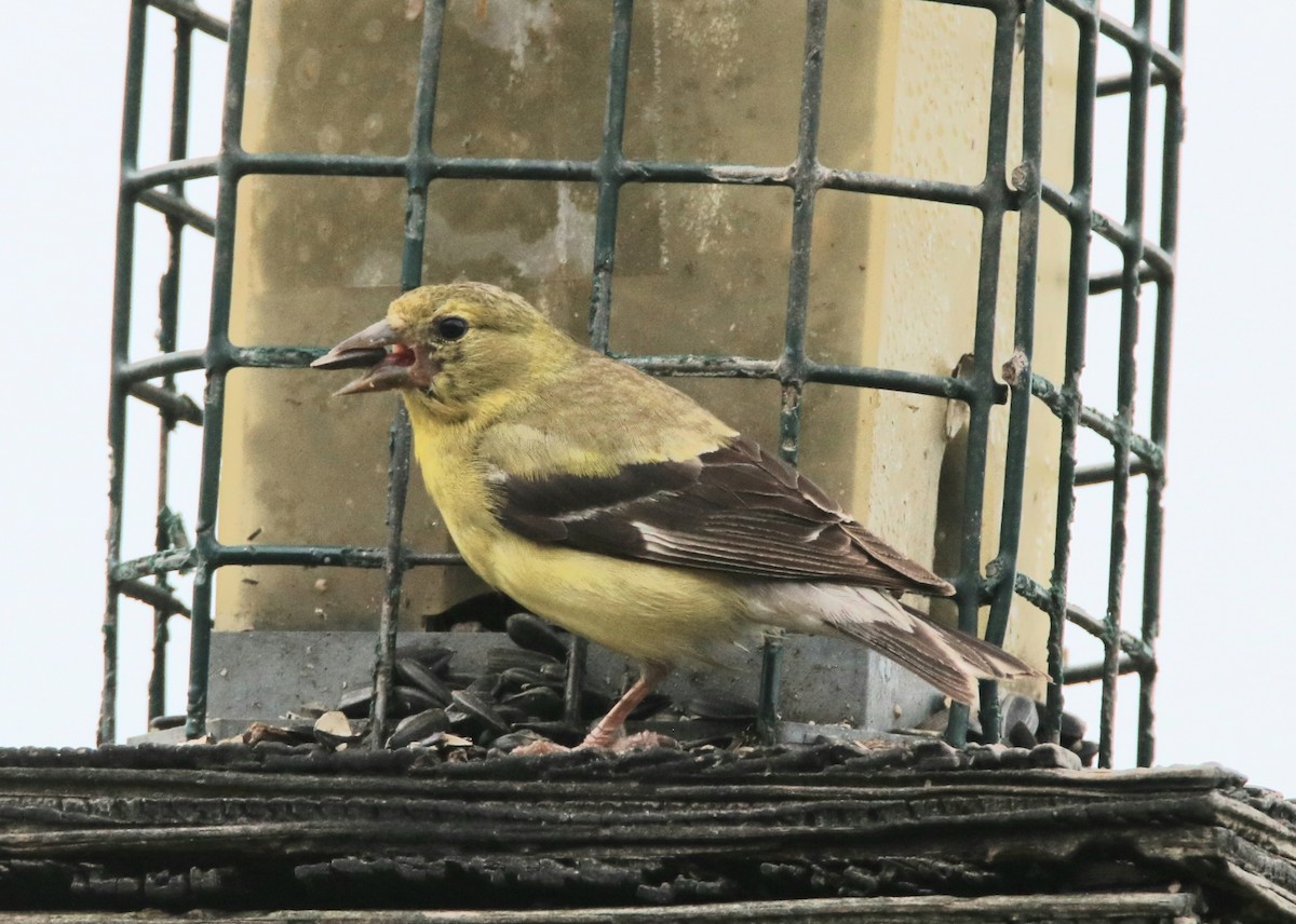 American Goldfinch - ML486176621