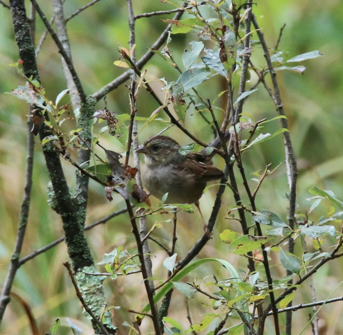 Swamp Sparrow - ML486176671