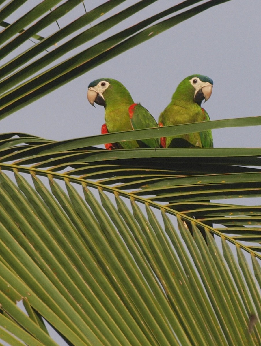 Red-shouldered Macaw - ML48617671