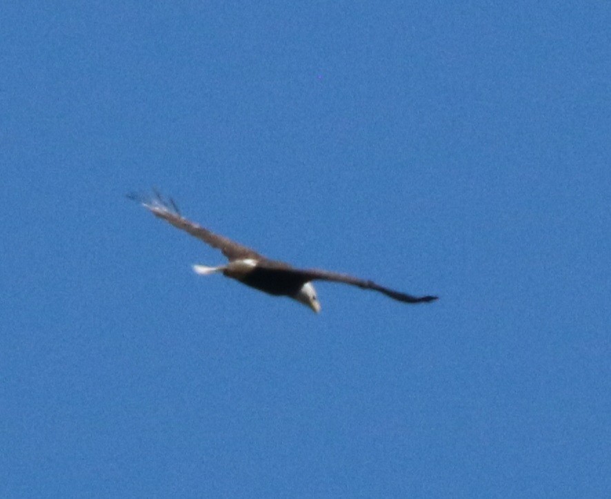 Bald Eagle - ML486177701