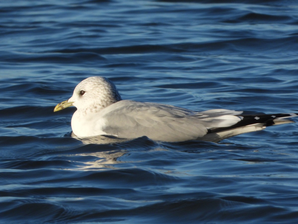 Common Gull - ML486178491