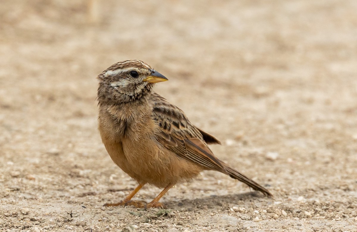 Cinnamon-breasted Bunting - ML486178621