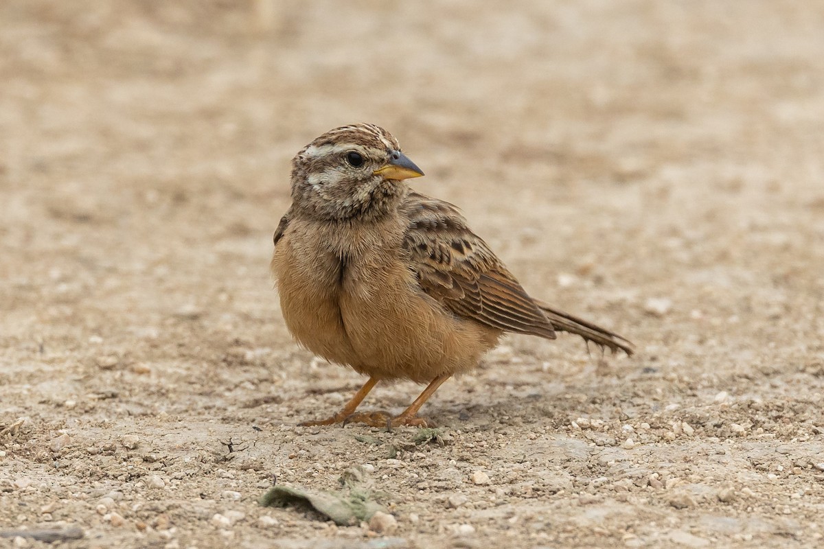 Cinnamon-breasted Bunting - ML486178641