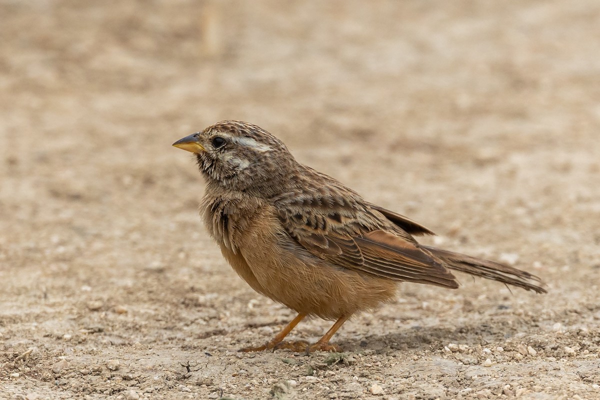 Cinnamon-breasted Bunting - ML486178651