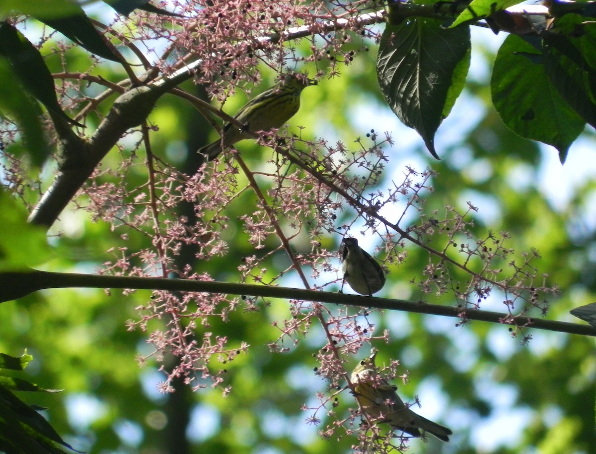 Cape May Warbler - ML486180061