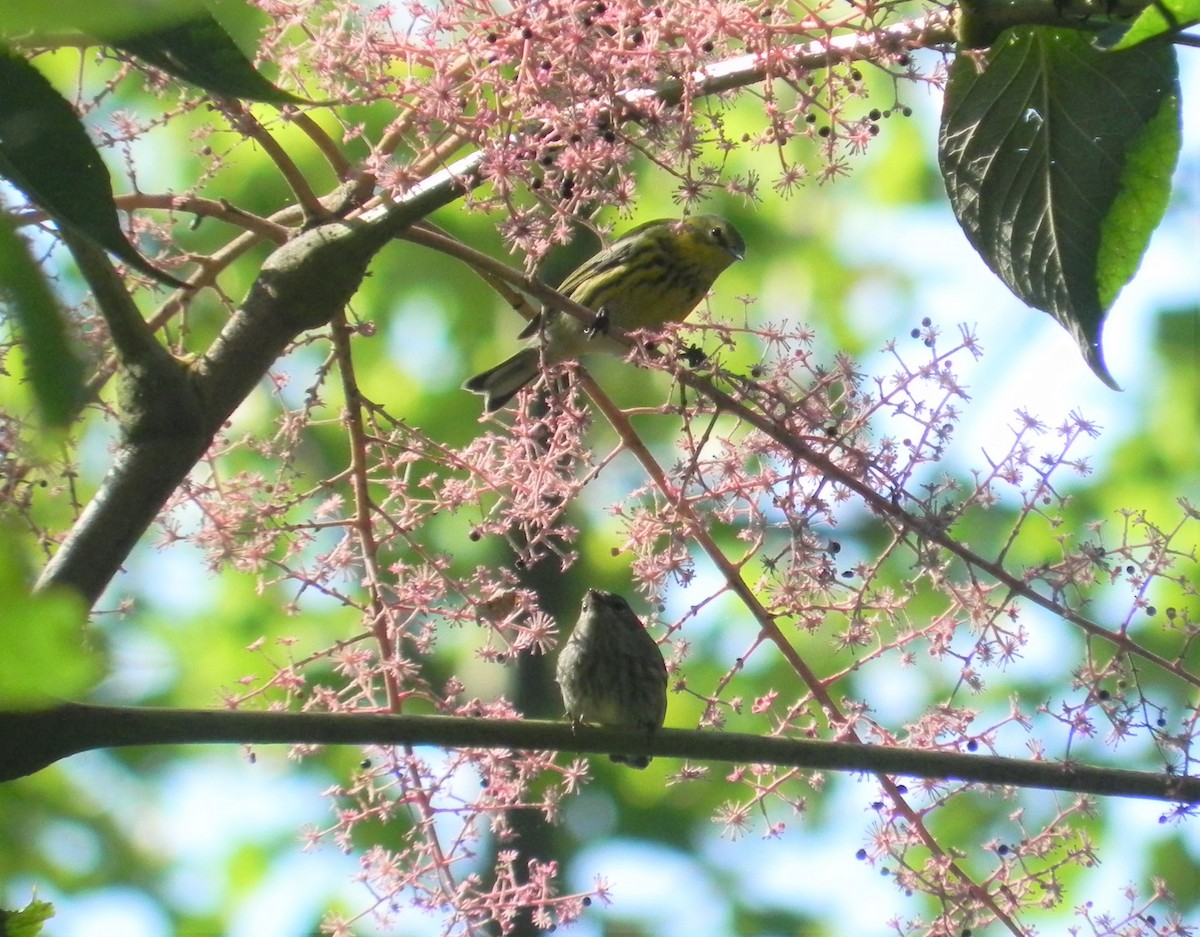 Cape May Warbler - ML486180081