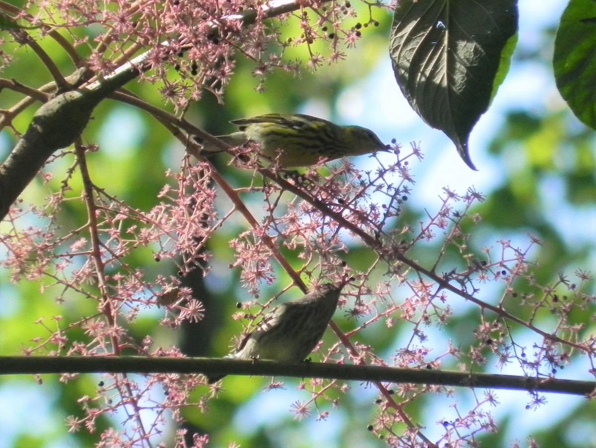 Cape May Warbler - ML486180151