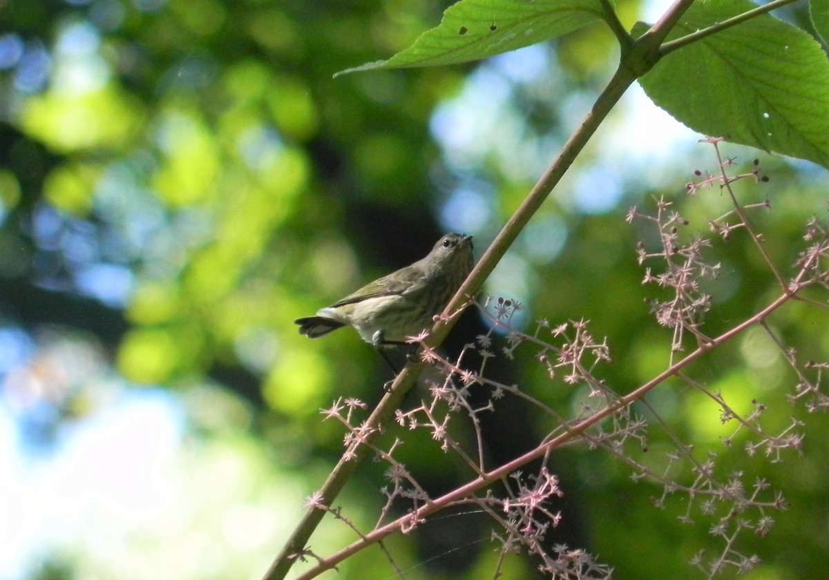Cape May Warbler - ML486180161