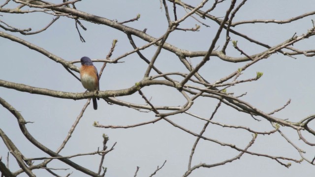 Eastern Bluebird (Eastern) - ML486182