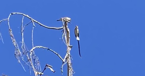 Pin-tailed Whydah - ML486182001